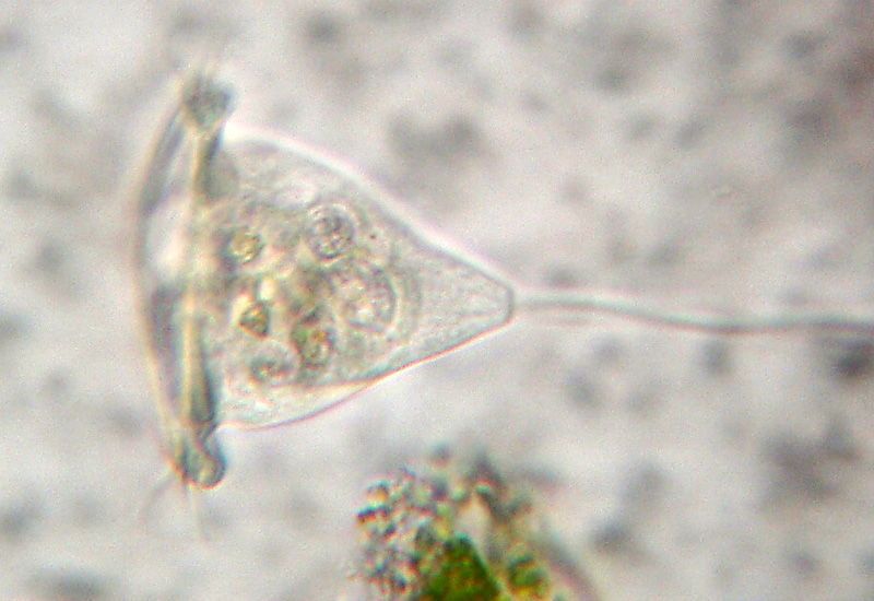 Rio del Campovecchio RE 04-10-08: Vorticella sp.
